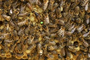 Honey bees in a hive with marked queen