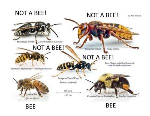 not a honey bee